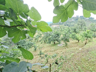 House for sale in a resort district of Sakhalvasho. House for sale in a resort district of Green Cape, Georgia. Photo 8