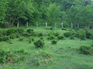 Land parcel for sale in Makhinjauri, Adjara, Georgia. Orchard and tangerine garden. Natural spring water. Photo 6