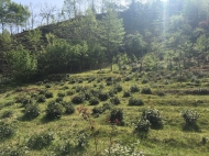 Участок для дачи с мандариновым, фруктовым садом и природным родником в Махинджаури, Аджария, Грузия. Фото 12