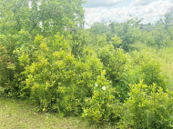 Частный дом с земельным участком в Сенаки, Грузия. Фото 4