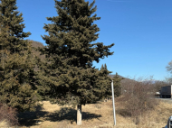 Land parcel, Ground area for sale in the suburbs of Tbilisi, Georgia. Photo 3