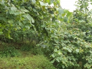 Not far from Batumi, a plot of land with a walnut garden is for sale. Photo 8