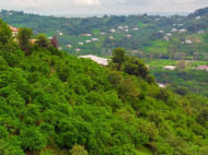 House for sale in a resort district of Kobuleti, Georgia. Tangerine garden, Orchard. Walnut garden. Photo 21