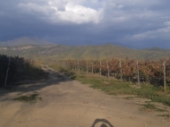 Виноградники в Шилда, Кварели, Кахетия, Грузия. Сорт винограда: "Ркацители". Фото 1