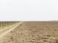 Vineyards in Kakheti, Georgia. Grape variety: "Rkatsiteli". "Saperavi". Photo 6