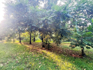 House for sale with a plot of land in the suburbs of Ozurgeti, Georgia. Photo 17