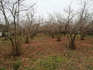 Land parcel, Ground area for sale in the suburbs of Ozurgeti. Georgia. Near the river. Photo 3