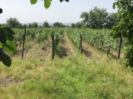 Ground area (A plot of land) for sale in Sagarejo, Kakheti, Georgia. Agricultural land. Vineyards in Kakheti, Georgia. Grape variety: "Rkatsiteli".  Photo 2